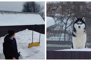 Соседский пёс учуял запах шашлыка