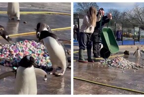 Пингвины Генту дарят самкам красивые камушки в знак любви