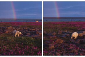 Белые медведи среди цветов