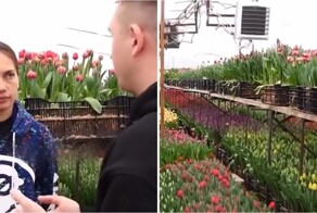 Девушка рассказала, сколько на самом деле стоит вырастить тюльпан
