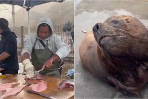 Вежливый морской лев приходит за рыбой каждый день