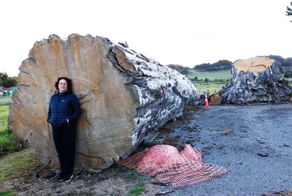 Как новозеландские лесорубы научили реки работать на себя