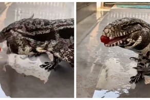 Ящерица пытается съесть помидорку