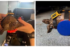 Мужчина сделал инвалидное кресло для&nbsp;черепахи