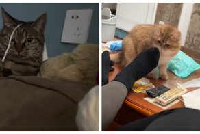 Из жизни котов