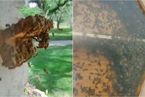 В США пчеловод установил улей прямо у себя в доме, чтобы каждый день любоваться пчёлками