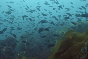 Аквалангисты специально оставили камеру на дне океана, показав красоту подводного мира