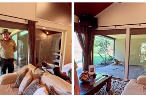 Отель с тиграми в Австралии