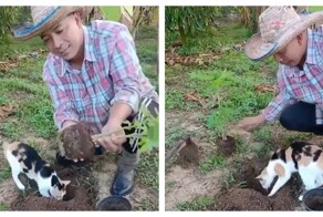 Кошка воспользовалась ямкой