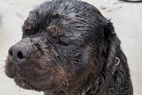 25 фотороботов прелестных подозреваемых в совершении преступлений по уничтожению домашнего порядка