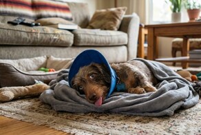 Собаки после анестезии