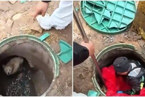 В Китае спасли собаку, которая несколько лет жила под землей