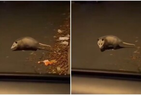 Опоссум продемонстрировал свой талант⁠⁠