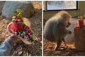 Подарок пожилому гамадрилу