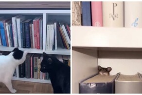 Как мышонок стал питомцем девушки