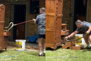 Нежданный «сосед»: туристы открыли шкаф  и нашли одну из самых опасных змей в мире