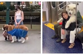 Американцы ловко обходят запрет на провоз собак в метро