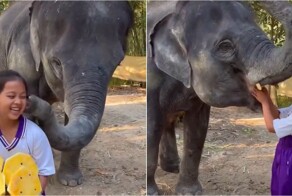 Маленькая певица и большой друг: слон благодарит девочку за вкусняшки и песню