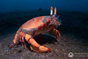 Лягушачий краб: существо между раком и крабом