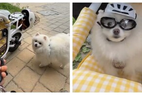 Электроскутер с местом для собаки