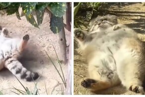 Манулы обожают валяться в песке