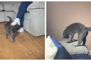 Кот отключает будильник хозяйки