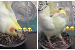 Птичка в банке