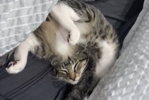 Подборка спящих кошек