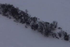 Нелегальный мигрант пытался спрятаться от силовиков за кустами