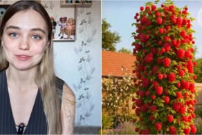 «Не знаю, что удивительнее: продавцы или покупатели» — дачники массово скупают «нейро-ягоды»