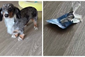 Пёс объелся мармелада с мелатонином