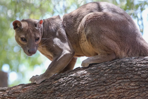 Фосса: мадагаскарский лев