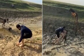 Мужчина спас жеребёнка, застрявшего в грязи