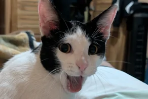 От величественного льва до диванного сони: 30 фотопортретов пушистых питомцев, демонстрирующие разные ипостаси котеек