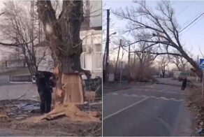 Мужчина предсказал падение дерева во время спила — и почти оказался прав