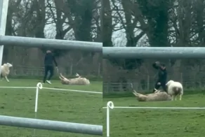 Мужчина спас овцу, которая лежала на спине и не могла перевернуться