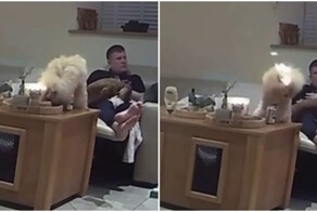 Пудель случайно поджег себя