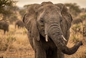 Факт о слонах, который вы предпочли бы не знать