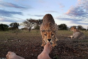 Добрый котик: почему гепарды никогда не нападают на человека?