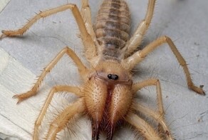 Существо из пустыни, которое пугает своим видом