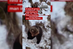 В Эстонии сняли на видео медведя, только что проснувшегося после зимней спячки