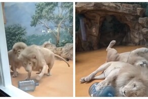Львы играют с большой бутылкой