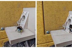 Обучение королевы шмелей