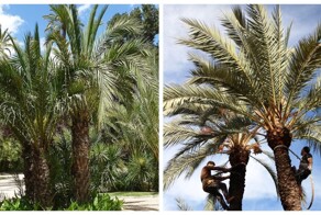 Европейская Сахара: как испанский город превратили в финиковый рай