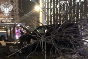 Водителя оштрафовали на 600 000 рублей за сломанный каштан