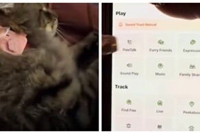 Телефон для кошек