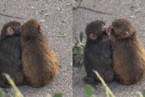 У обезьянки-сироты Панча появилась подружка