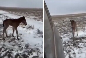 Парень помог потерявшемуся жеребёнку найти мать в степи