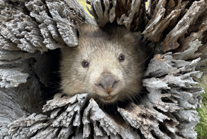 Вомбат: драки, шрамы, захват имущества