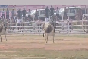 Бык проник на вертолётную площадку и разогнал сотрудников службы безопасности